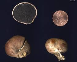 Image result for Scleroderma cepa