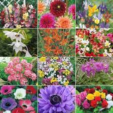 Mighty 200 Summer Bulb Garden Yogapants Summer Bulbs Garden Bulbs Spring Hill Nursery