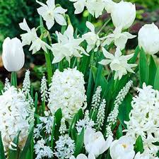 Maybe you would like to learn more about one of these? White Garden Collection Bulb Flowers White Gardens Spring Flowering Bulbs