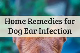 If your dog's ears are light pink, odorless. Clean Dog Ears At Home Solution Www Macj Com Br