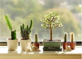 Primeramente para que empieces con la decoración de tu sala con plantas, es necesario que analices perfectamente. Ideas Para Decorar Interiores Con Cactus Plantas De Interiores Plantas Para Decorar Cactus Y Suculentas Decoracion Plantas