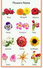 Also please have a look at our handy gardening hints located to the right of the. Write The Names Of Any 20 Flowers Ku City Grade Ukg Facebook