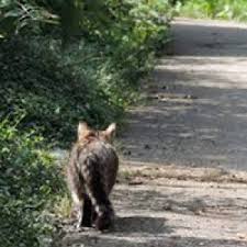 Ruyada Kedi Avlamak Ruyatabirleri Blog Ruya Tabirleri
