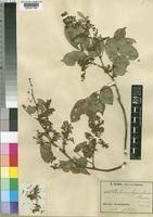 Image result for Dialium holtzii