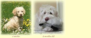 When they shed their puppy fur and grow their adult coat it can quite often be darker or lighter in appearance. Straight Or Wavy Fleece Coats Copper Canyon Labradoodles