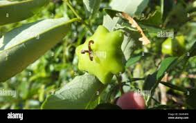 Image result for Sclerocroton