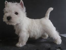Say Hallo To Murphy 10 Weeks And First Trim Westie Puppies Baby Dogs Cute Dogs