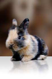 Calico Bunny Cute Animals Animals Cute Baby Animals