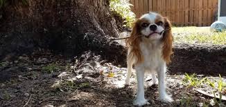 Cavalier King Charles Cinsinin Ozellikleri Hakkinda Genel Bilgiler