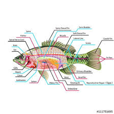 Fish Internal Organs Vector Art Diagram Anatomy With Labels Fish Anatomy Human Anatomy Chart Human Heart Anatomy
