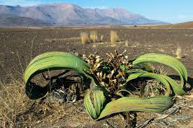 Image result for Welwitschia mirabilis