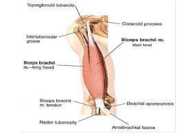 The serratus anterior acts to pull the scapula forward around the thorax. Anatomy Of Anterior Compartment Of Arm