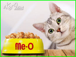 Makanan kucing persia sebenarnya sama saja dengan jenis makanan untuk kucing pada umumnya. 10 Merk Makanan Kucing Terbaik Yang Paling Laris Dan Berkualitas Di Dunia Ekor9 Com Ekor9 Com