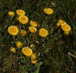 Image result for Helichrysum setosum