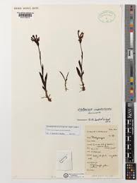 Image result for Platycoryne crocea