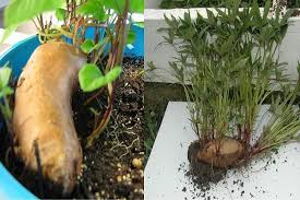 Air hujan dan cahaya dapat terus ke tanah 4. Ubi Jalar Faedah Dan Keburukan Penanaman Dan Penjagaan Dengan Foto