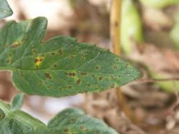 Image result for Septoria leaf spot of tomato