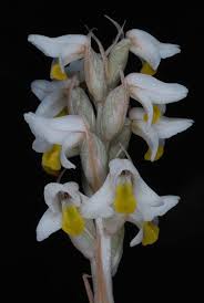 Image result for Zeuxine elongata