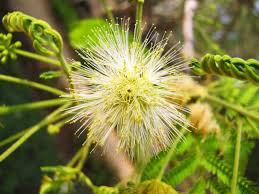 Image result for Albizia amara