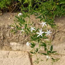 Image result for Jasminum