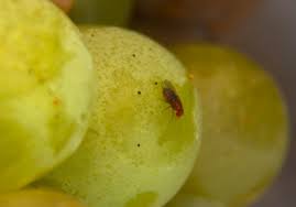 Ipm – Uvm Fruit Blog