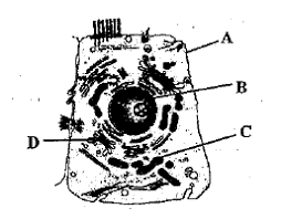 May 19, 2021 · the mechanisms underlying the beneficial effects of treg cells on stroke recovery remain unclear. Given Is The Ultrastructure Of An Animal Cell Identify The Parts Marked As A B C And D