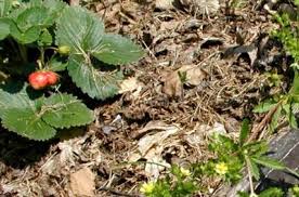 They hug the ground, produce runners with solitary flowers that come up from their stems, and have leaves that mimic. Strawberry Look A Like But Only In The Leaves