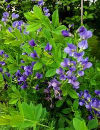 Image result for Indigofera dendroides