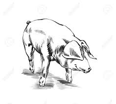 Schwarz Weiss Malerei Pinsel Tinte Isoliert Schwein Illustration Zeichnen Lizenzfreie Fotos Bilder Und Stock Fotografie Image 50051053