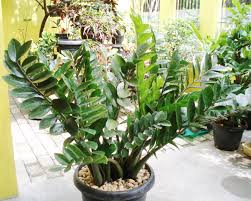 Bunga beracun ini sangat mungil dan mirip onceng terbalik. 54 Gambar Bunga Zamia Terbaik Gambar Pixabay