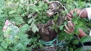 Buat asem asem nilam | inchqanel sirts cava meka chem kara qez inchvor ban asem te inchqan em sirum qez te incheri em patrast hanun qez havat s… Nilam Pertiwi