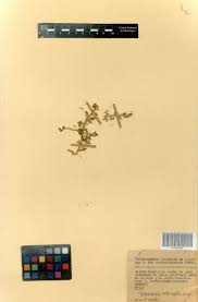 Image result for Selaginella cathedrifolia