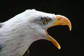 Birds Native To Georgia Usa By Georgia De Buriatte