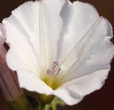 Image result for Convolvulus arvensis