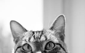 Kucing terkadang bisa meninggalkan bau kotoran yang menyengat di rumah. Kencing Kucing Najis Konsultasi Agama Dan Tanya Jawab Pendidikan Islam