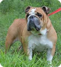 Bulldogs are fairly inactive indoors, and so make great pets for families living in smaller apartments. Pin On Look At This Face