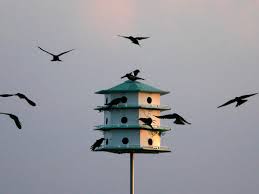 Imagine how wonderful it would be to enjoy the first sip of coffee in the backyard while watching cherubic birds playing around their newly built home. Birdhouses Our Feathered Friends May Need Help When It Comes To Nesting Home Garden Theadvocate Com