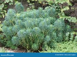 Image result for Euphorbia glanduligera