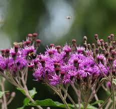 Image result for Vernonia glabra