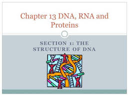 Proteins carry out the process of replication.) transcription and translation. Chapter 8 From Dna To Proteins Day One What Is Dna Your Genetic Information Genes Dna Deoxyribonucleic Acid Dna Is An Example Of A Nucleic Acid Ppt Download