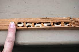 If using an aerosol or liquid spray, cover the area where you notice them boring into the wood. Carpenter Bees Destructive Home Invader Msu Extension