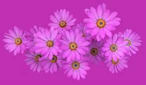 In my last column, placing a flower photo on a background, i showed you how to add a flower photo on top of a background to create an artistic effect. 10 Tips For Improving Your Flower Photography Photocrowd Photography Blog