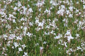 Maybe you would like to learn more about one of these? Gaura Belleza Life Is A Garden
