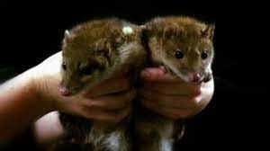 Babies are beings of pure you've had a taste of these cute bundles of joy before, and now we're back with another installment of super rare and exotic baby animals. Some Of The Rarest And Cutest Baby Animals Youtube