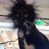 Some owners, in an attempt to force the cat to be tidier, actually make the situation worse by providing deeper and deeper bowls for food. Https Encrypted Tbn0 Gstatic Com Images Q Tbn And9gcqjnzuhbrh5w6rfvuuwfhtrss5vvjkewitav9lu7tuer8brbsar Usqp Cau
