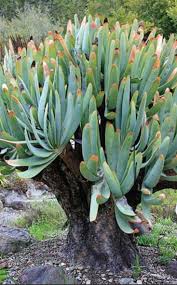 Image result for Aloe plowesii