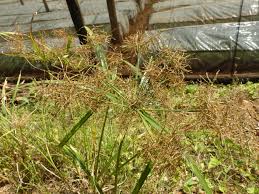 Image result for Cyperus glaucophyllus