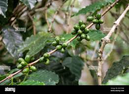 Image result for Coffea sp. A