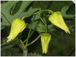 Image result for Adenia panduriformis