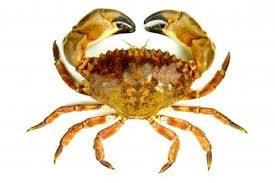 Image result for Amnesic Shellfish Poisoning